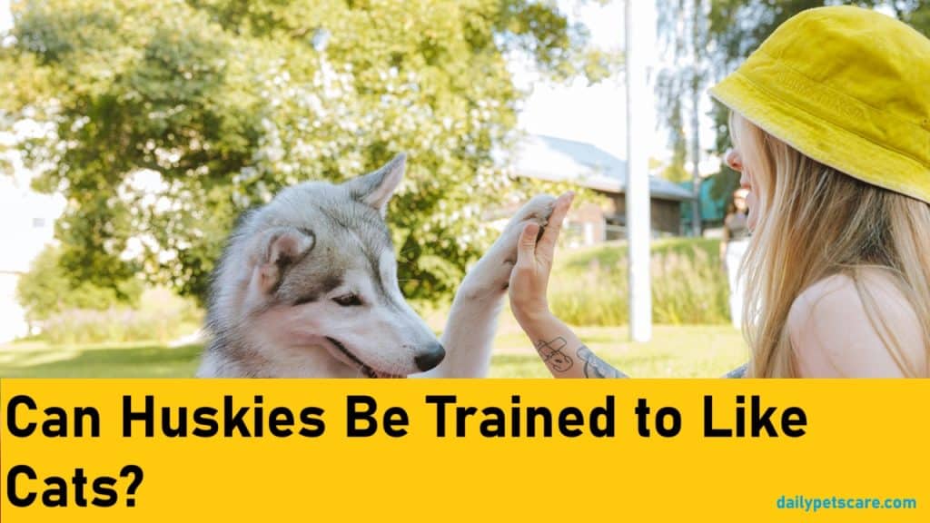 Can Huskies Be Trained to Like Cats?