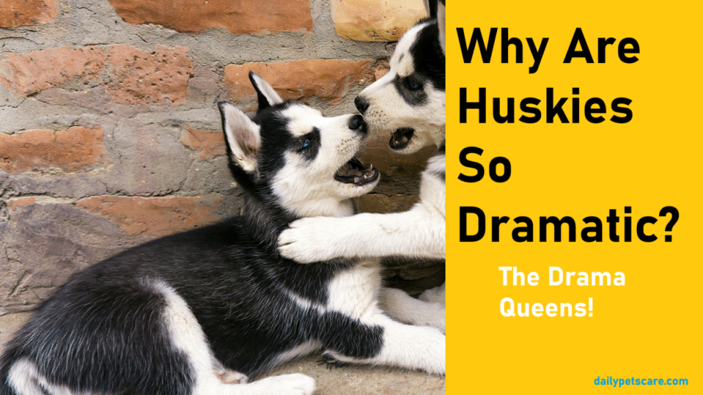 Why Are Huskies So Dramatic?