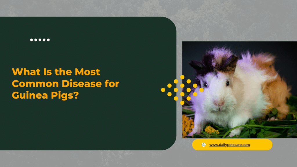 Disorders and Diseases of Guinea Pigs You Must Know
